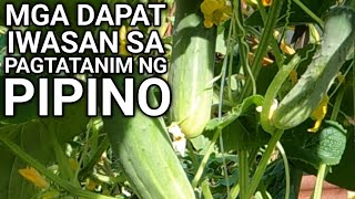 6 GARDENING MISTAKES SA PAGTATANIM NG PIPINO / CUCUMBER