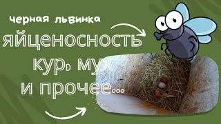 Яйценосность кур и мух.