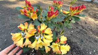Rhododendron Garden Tour 2026 | Flowers and Blooms are Everywhere!