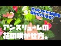 アンスリュームの花を何回も咲かせよう!