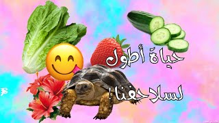 الأكل الصحيح للسلحفاة البرية ؟ ( معلومات مهمة ) !