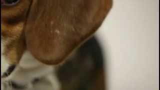 BeagleBone Black-teaser trailer