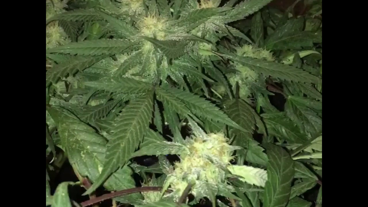 First scrog white widow