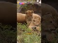 Kraln dn  aslan belgeseli  yerli kaif parodi edit viral komik bal porsuu