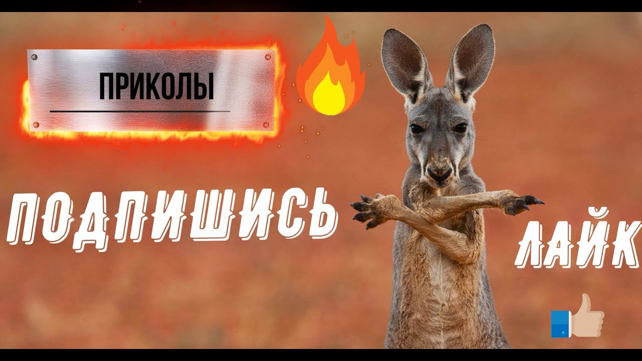 НОВЫЕ ПРИКОЛЫ/ЖИВОТНЫЕ/ЮМОР С ЖИВОТНЫМИ 2020!!!