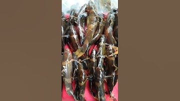 câu suối 1h câu cá lên cá chốt bò lăng mủ quá nhiều ,,