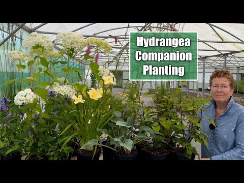 5 Best Rhododendron Companion Plants for a Stunning Shade Garden