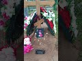 СРОЧНО ЗАХОРОНЕНИЕ ИЗВЕСТНОЙ АКТРИСЫ ТЕАТРА И КИНО ЕВДОКИМОВА АЛЕФТИНА НА ТРОЕКУРОВСКОМ КЛАДБИЩЕ