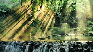 Rainforest HD Stock Videos | Free stock footage - No Copyright | All Video Free