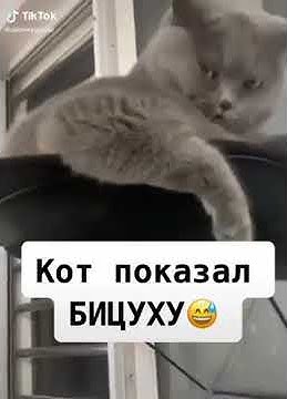 Мем кот с бицухой