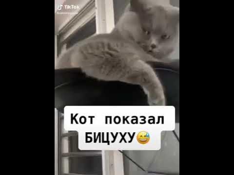 Кот с бицепсами мем