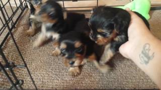Minnie and babies: 4 week old yorkie puppies