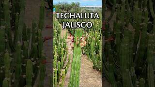 #techaluta  #jalisco #pitayas #rutaydestino #guadalajara