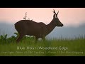 Wildlife Photography during blue hour. Nikon Z6II & 600mm VR low light autofocus with Roe Deer