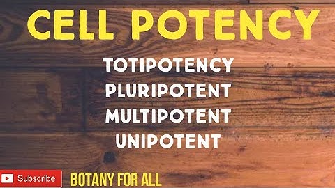 Cell Potency types |Totipotent|Pluripotent|Multipotent|Unipotent | Stem Cell| Cell fate| Totipotency
