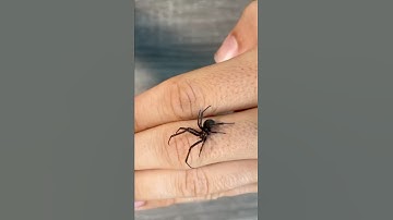 Bitten by a Black Widow? Try this…