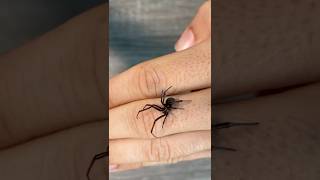 Bitten By A Black Widow? Try This