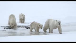 Медведица и медвежата на побережье Северного ледовитого океана