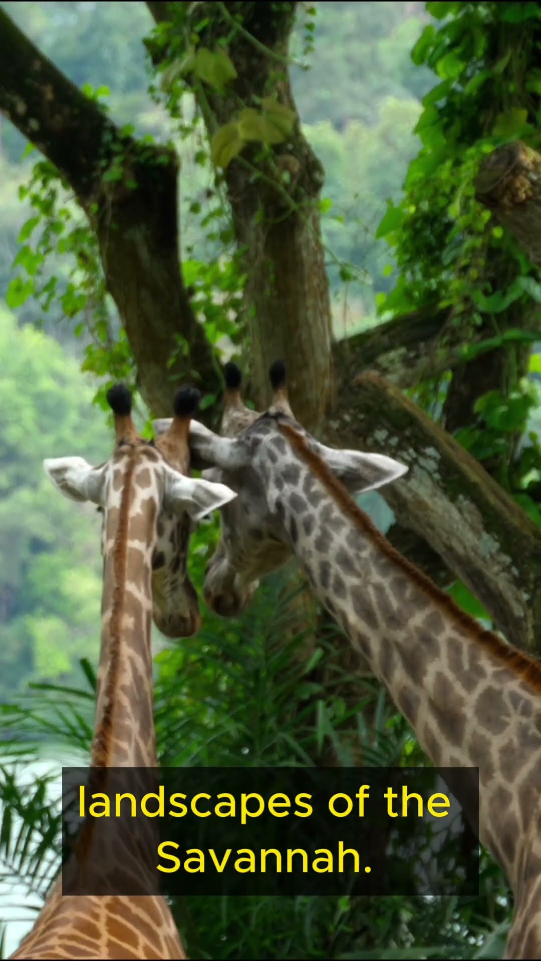 Life Lessons from Giraffes   Part 2 #shorts  #lifelessons #wisdom #patience #growth #inspiration