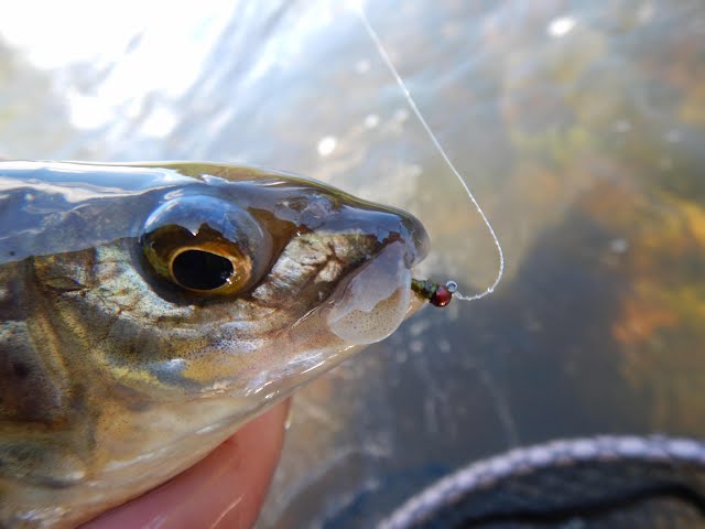 Small Nymph Fishing for Mountain Whitefish using a Winston Super