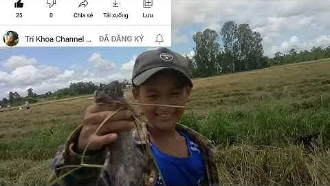NÉT QUÊ MIỀN TÂY/ TOÀN CẢNH CẮT LÚA, BẮT CHUỘT ĐỒNG MIỀN TÂY Vui ll catching rat 🐀 #TríKhoachannel