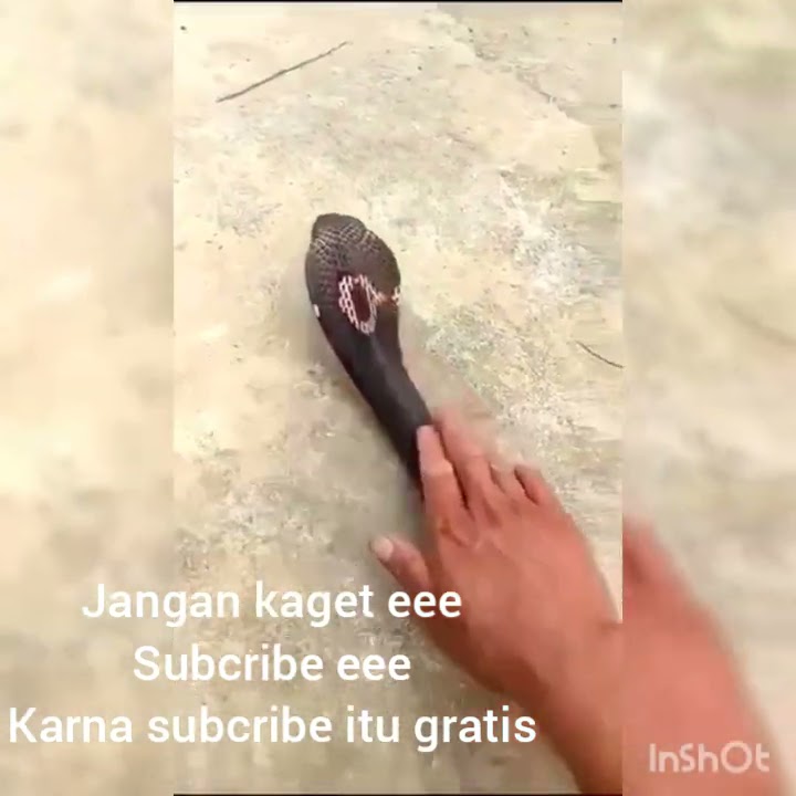 Ular ... jangan kaget