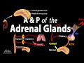 Anatomy and Physiology of the Adrenal Glands, Animation
