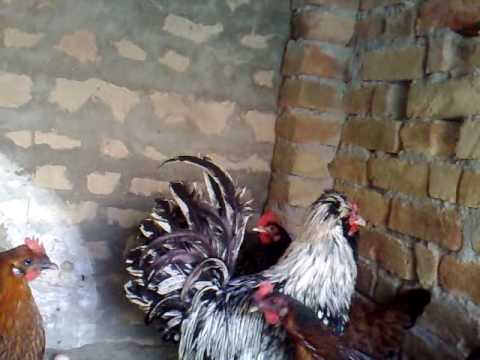 Fancy Hens In Pakistan