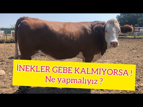 Video: İnekler Neden Sürekli çiğner?