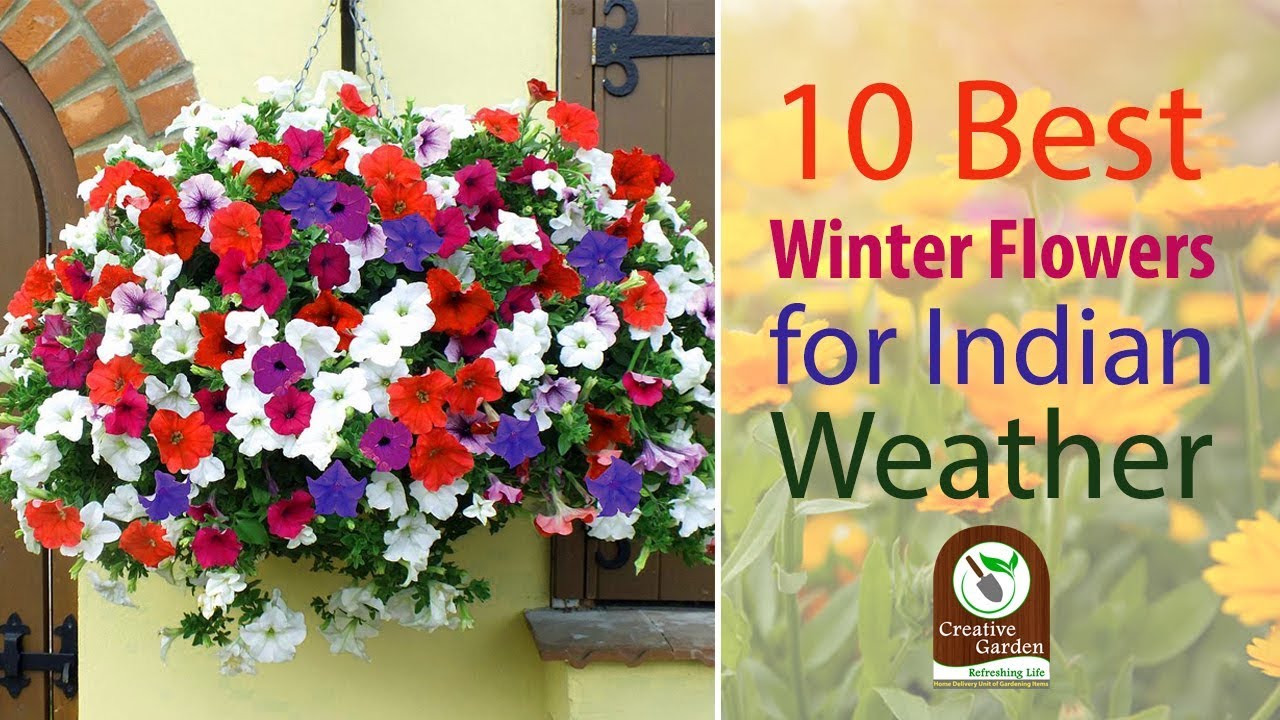 10 Best Winter Flowers For Indian Weather Youtube