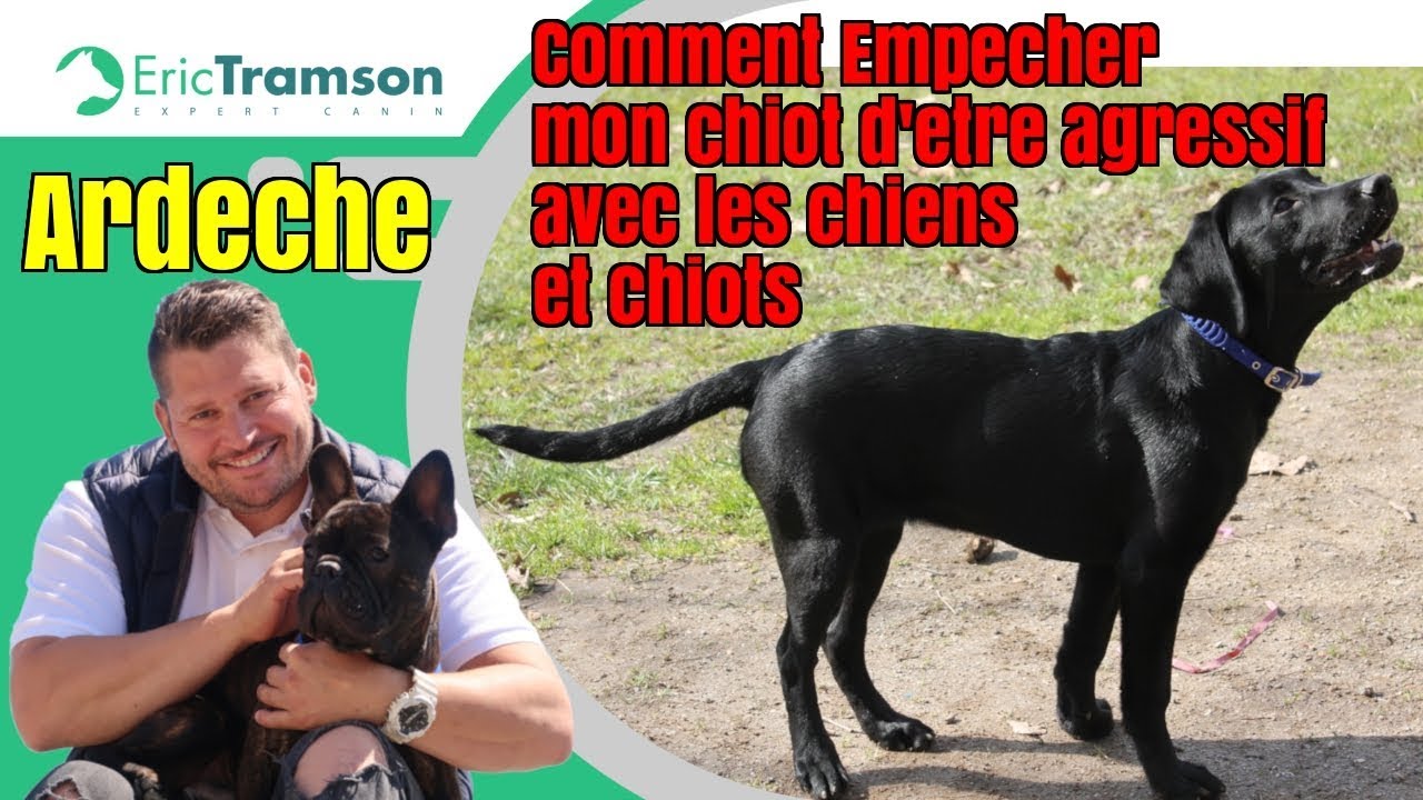 Ardeche/Comment empecher mon chiot d'etre agressif avec les chiens et les chiots - YouTube