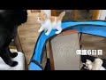 先住猫にご挨拶&お薬飲んで泡ぶくぶく【農家兄妹#5】A kitten goes to greet an older cat.