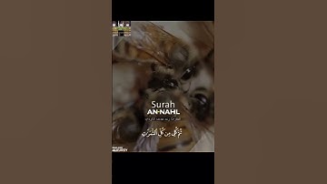 وأوحى ربُك إلى النحل- تلاوة مؤثرة