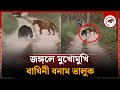     tiger vs bear fight  jungle animal fight  kalbela