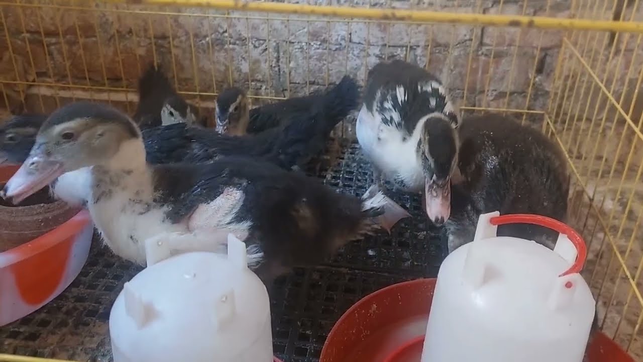 تربيه🦆البط في البطاريه افضل ولا علي الارض👌🏻وازاي بعقم السقايات والعلافات والارضيه بعدانتهاء الدوره 