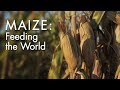 Maize feeding the world  wskg