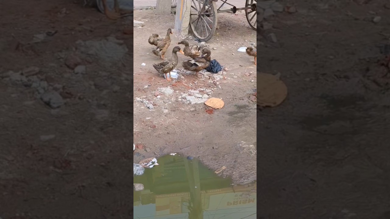 Duck 🦆🦆 shorts 