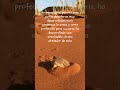 Animales constructores: el topo dorado hotentote, nadador de las dunas