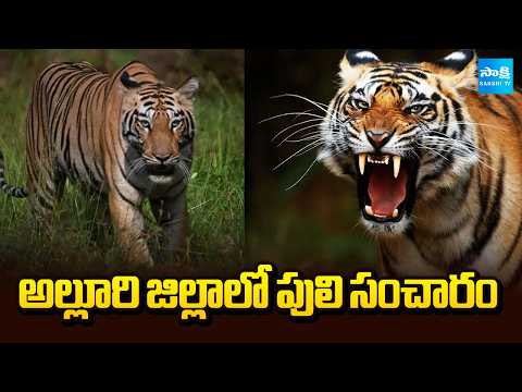 అల్లూరి జిల్లాలో పులి సంచారం | Tiger Sighting in Alluri District | Sakshi TV - SAKSHITV