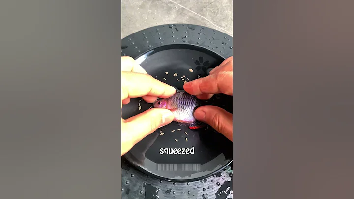 Video 11603871: siamese fighting fish