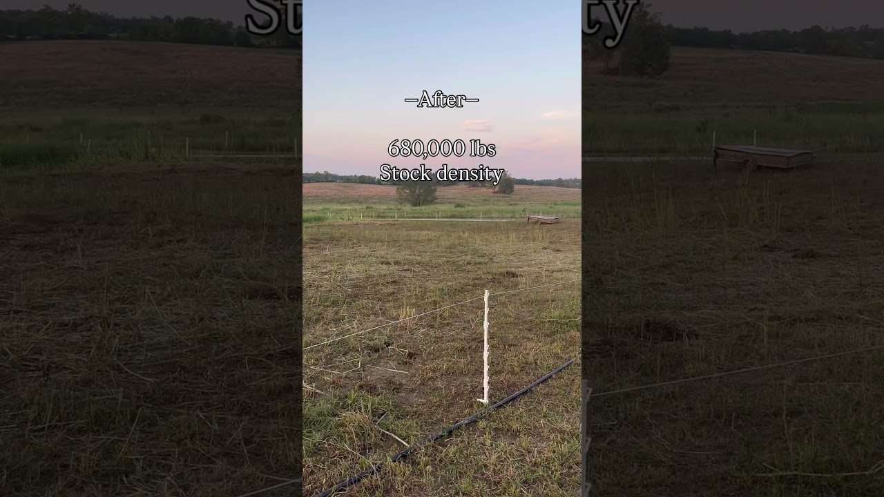 —Total Grazing: What It Is — and Why It Works—