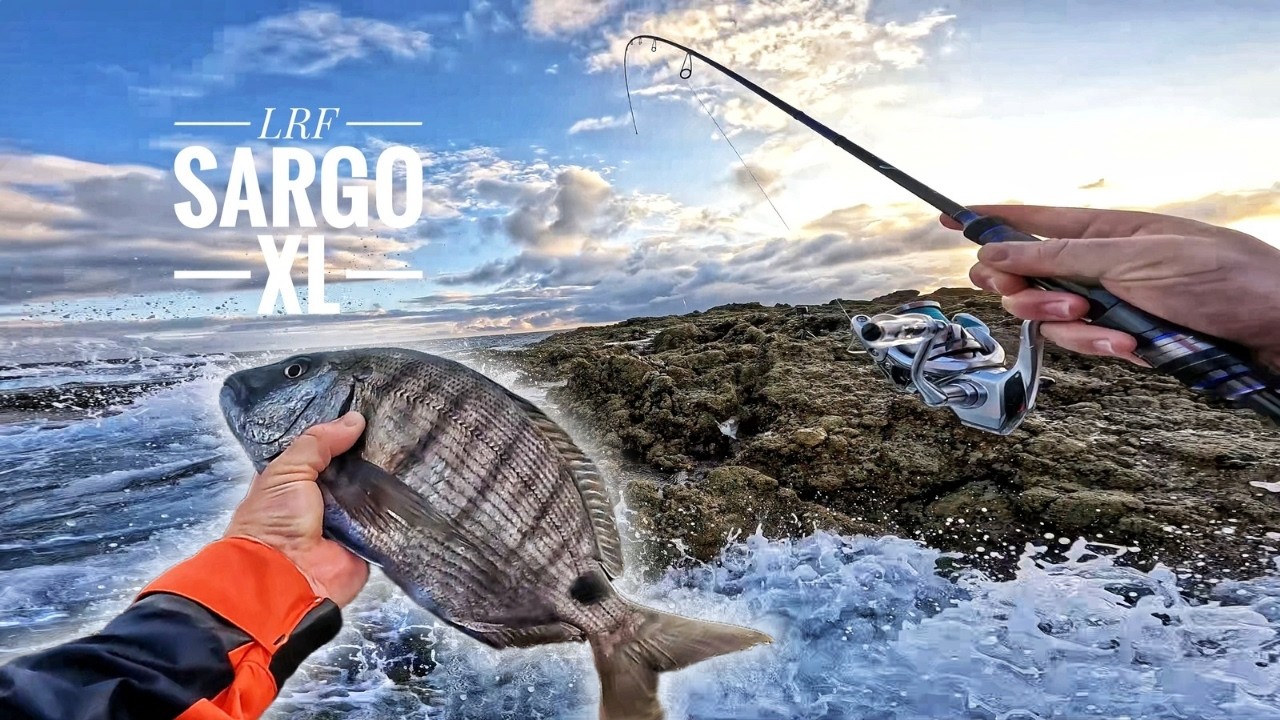 SARGO XL em Pedra Ilhada! | LRF & Spinning com Grandes Capturas na Costa Alentejana
