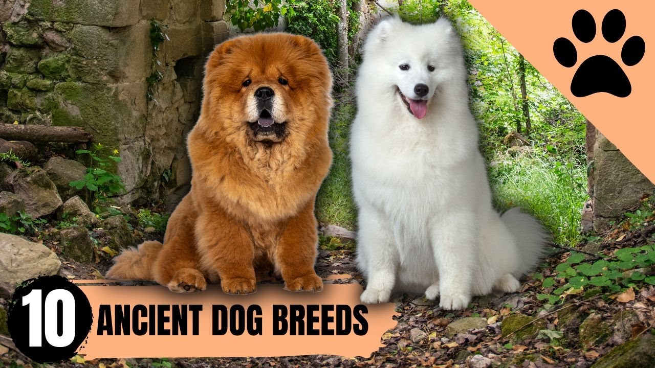 Top 10 most ancient dog breeds YouTube