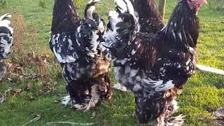 Mottled Brahma chicken part 2