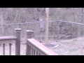 Deer going wild in the back yard