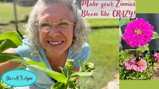 Make your Zinnias Bloom like CRAZY!