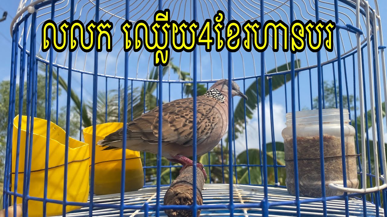 លលកឈ្លើយ4ខែរហានបរ 