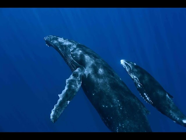 OCEANS