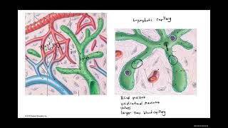 Biology 2020 Lab 8 Lymphatic System (vessels)