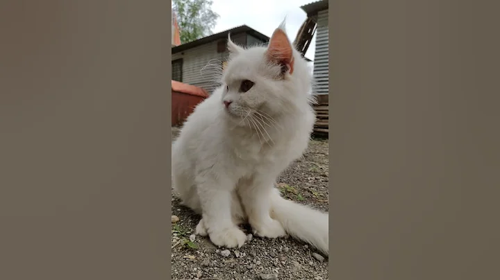 Video 9863251: cat love fun, cat funny love